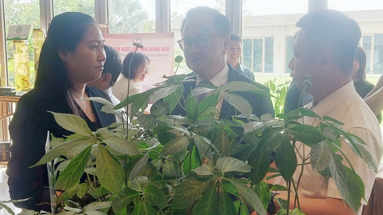 Cây sâm Ngọc Linh đã được di thực ra 7 xã của huyện Nam Trà My, Quảng Nam. Cây sâm Ngọc Linh đã được di thực ra 7 xã của huyện Nam Trà My, Quảng Nam.