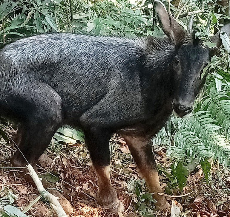 Cá thể sơn dương bị mắc bẫy được giải cứu.