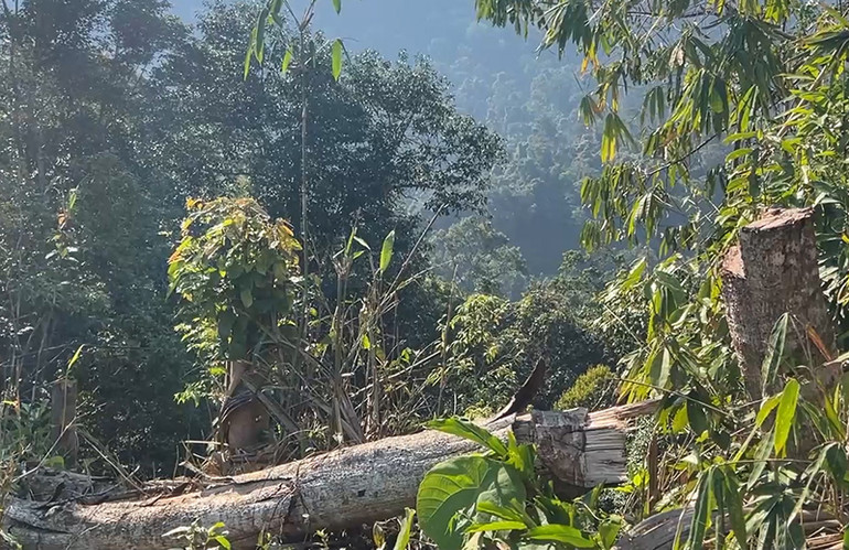 Rừng tự nhiên bị chặt phá trái phép khi thi công đường dây tải điện 110KV (giai đoạn 2) Thủy điện Tr’Hy