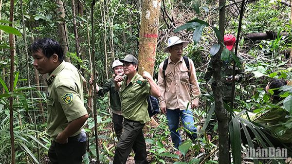 Lực lượng kiểm lâm tỉnh Quảng Ngãi kiểm tra bảo vệ rừng.