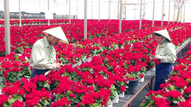 Sản xuất hoa công nghệ cao tại Lâm Đồng. Sản xuất hoa công nghệ cao tại Lâm Đồng.