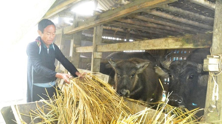 Người dân phòng, chống rét cho gia súc. (Ảnh: QUỐC HỒNG)