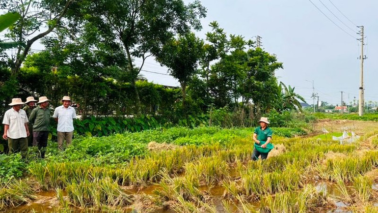 Thực hành xử lý rạ sau thu hoạch trên đồng ruộng tỉnh Thanh Hóa.