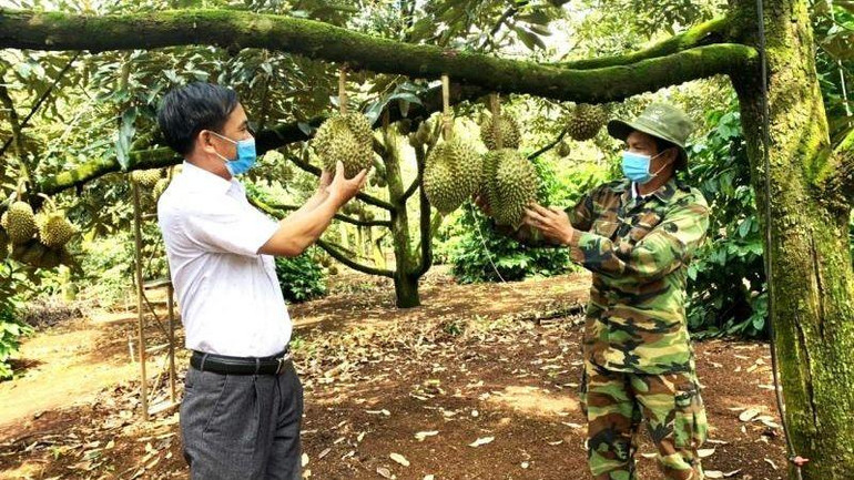 Nông dân huyện Krông Pắc háo hức chờ đón Lễ hội sầu riêng lần đầu tiên được tổ chức tại huyện.