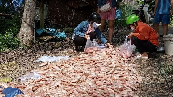 Người nuôi cá bè trên sông ở Đồng Nai bị thiệt hại do lũ.