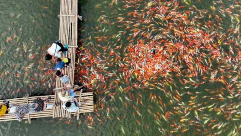 Đàn cá Koi đến ăn thức ăn tạo nên khung cảnh đẹp mắt. Đàn cá Koi đến ăn thức ăn tạo nên khung cảnh đẹp mắt.