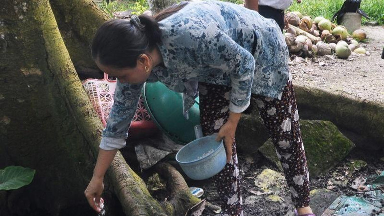 Người dân xã Hậu Mỹ Trinh, huyện Cái Bè bỏ muối vào các ống bọng cây để diệt loăng quăng, muỗi.