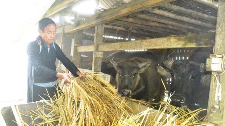 Người dân Sa Pa chủ động tích trữ thức ăn khô để phòng, chống rét cho gia súc khi rét hại.