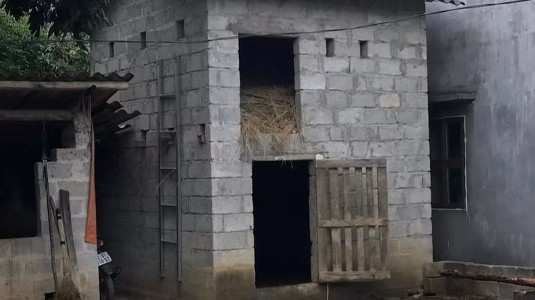 Mô hình chuồng trại hai tầng (tầng trên chứa rơm, cỏ khô; trâu bò ở phía dưới) ở Lạng Sơn.