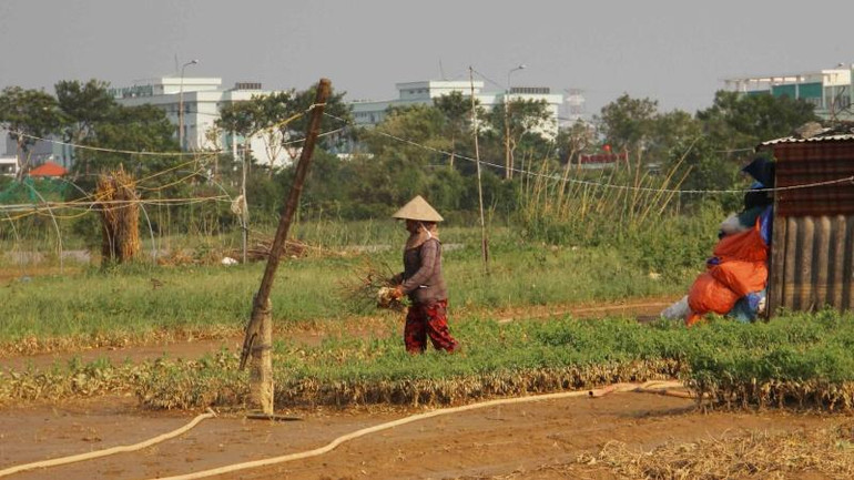 Một hộ trồng rau tại La Hương kiểm tra tình hình sau mưa lũ. Một hộ trồng rau tại La Hương kiểm tra tình hình sau mưa lũ.