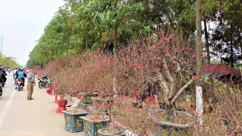 Chậu đào với đủ các thế được bày bán trên đường.