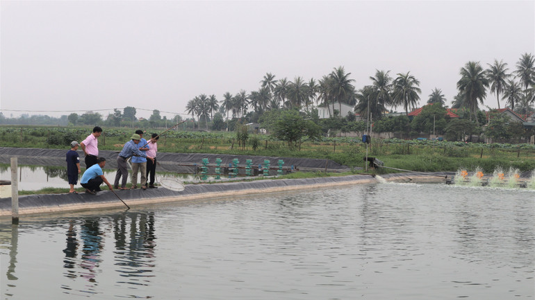 Mô hình nuôi tôm thẻ chân trắng mang lại thu nhập hiệu quả cho nhiều hộ gia đình trên địa bàn xã Diễn Vạn, huyện Diễn Châu.