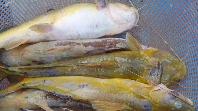 Cá lồng ở Huổi Só chết trắng trên lòng hồ ảnh 1