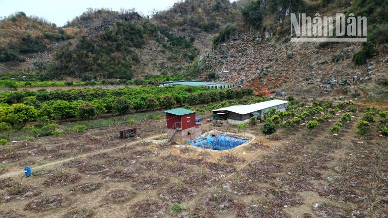 Khu trồng na của gia đình bà Nguyễn Phương Liên tại Tiểu khu 18, thị trấn Hát Lót, huyện Mai Sơn. Khu trồng na của gia đình bà Nguyễn Phương Liên tại Tiểu khu 18, thị trấn Hát Lót, huyện Mai Sơn.