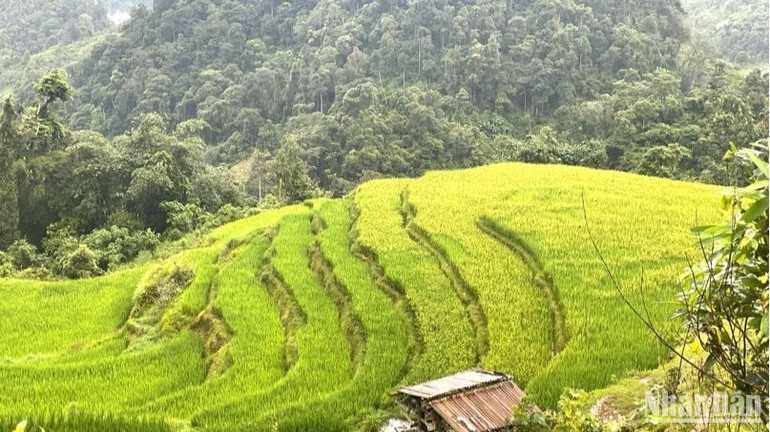 Ruộng bậc thang ở Hoài Khao đang ngả sang chín.
