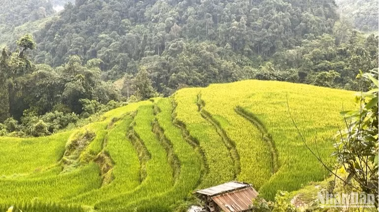 Ruộng bậc thang ở Hoài Khao đang ngả sang chín.