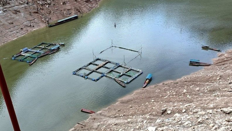 Cá lồng ở Huổi Só chết trắng trên lòng hồ ảnh 2