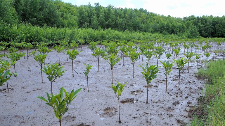 Trồng rừng sau khai thác ở miệt rừng ngập mặn huyện Ngọc Hiển, tỉnh Cà Mau.