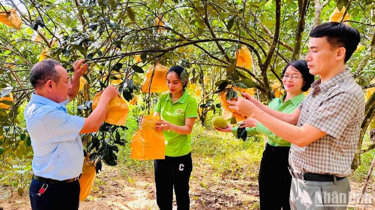 Sản xuất nông nghiệp năm 2023 của Hà Tĩnh được đánh giá là năm được mùa khá toàn diện.