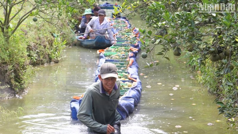 Nông dân thu hoạch cam đã chín mọng. (Ảnh: BÁ DŨNG)