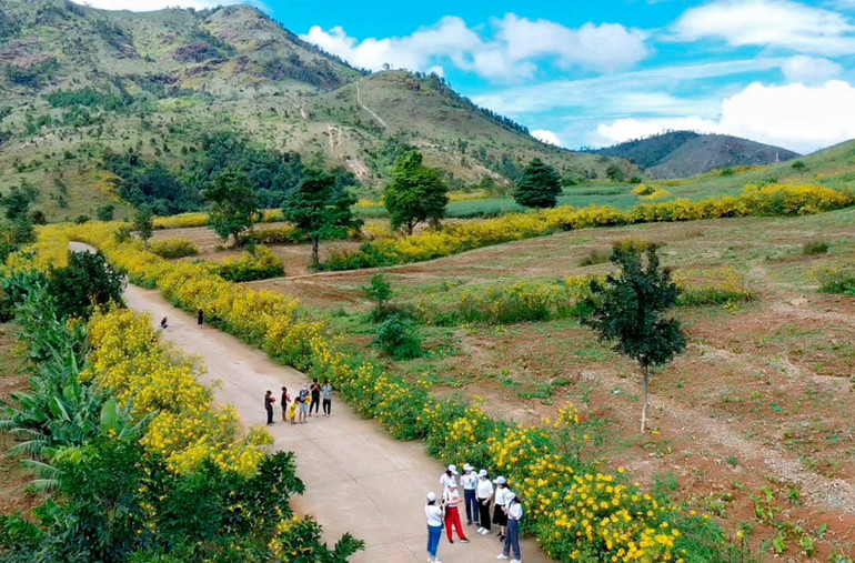 Những ngả đường dẫn đến núi lửa Chư Đang Ya phủ sắc dã quỳ vàng.