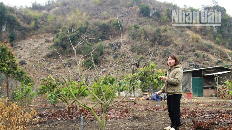 Một cây na 4 năm tuổi tại vườn nhà bà Nguyễn Phương Liên đã chết. Một cây na 4 năm tuổi tại vườn nhà bà Nguyễn Phương Liên đã chết.