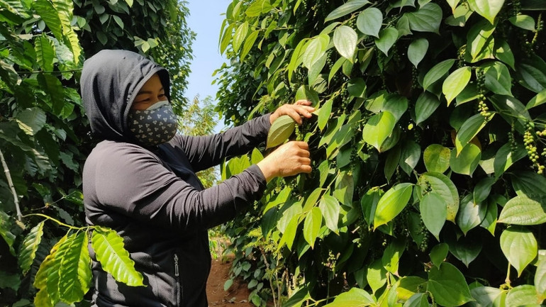 Doanh nghiệp phải đáp ứng được các tiêu chuẩn vệ sinh an toàn thực phẩm.