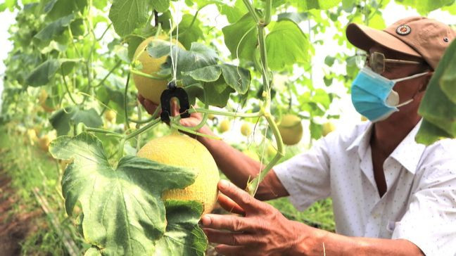 Trồng dưa lưới trong nhà màng để xuất khẩu ở huyện Xuân Lộc. Trồng dưa lưới trong nhà màng để xuất khẩu ở huyện Xuân Lộc.