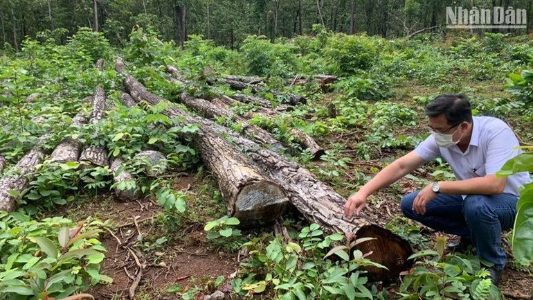 Rừng thuộc lâm phận do Trung tâm Bảo tồn voi, cứu hộ động vật và Quản lý bảo vệ rừng quản lý bị khai thác trái phép trong năm 2021. Rừng thuộc lâm phận do Trung tâm Bảo tồn voi, cứu hộ động vật và Quản lý bảo vệ rừng quản lý bị khai thác trái phép trong năm 2021.