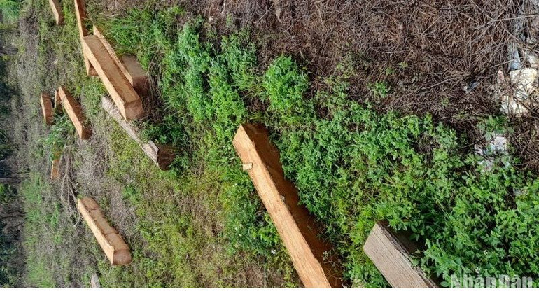 Số gỗ trái phép các đối tượng vứt lại tại khu vực thôn 6, xã Nâm N'Jang, huyện đắk Song khi bị cơ quan chức năng truy đuổi.