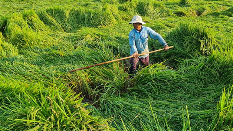 Ông Trương Văn Nhân ở ấp 6, xã Vĩnh Thuận Tây, huyện Vị Thủy bên diện tích lúa bị đổ ngã.