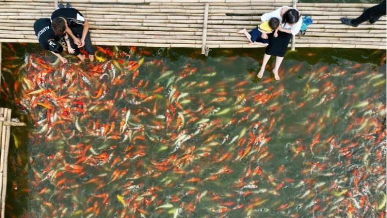 Hồ cá Koi nhìn từ trên cao. Hồ cá Koi nhìn từ trên cao.