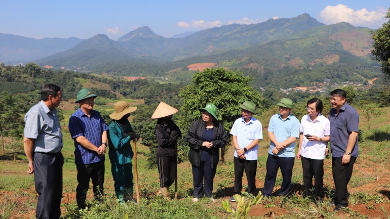 Bà Giàng Thị Hoa (thứ 5 từ phải sang), Phó Chủ tịch Hội đồng nhân dân tỉnh Điện Biên cùng thành viên đoàn giám sát kiểm tra thực địa các mô hình hỗ trợ sản xuất trồng cây cà phê tại xã Ẳng Tở, huyện Mường Ảng, tỉnh Điện Biên.