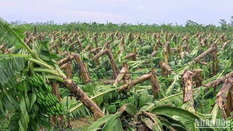 Có 141ha chuối, trong đó chủ yếu là chuối tiêu hồng được công nhận sản phẩm OCOP 3 sao bị ngã đổ, không còn khôi phục được.