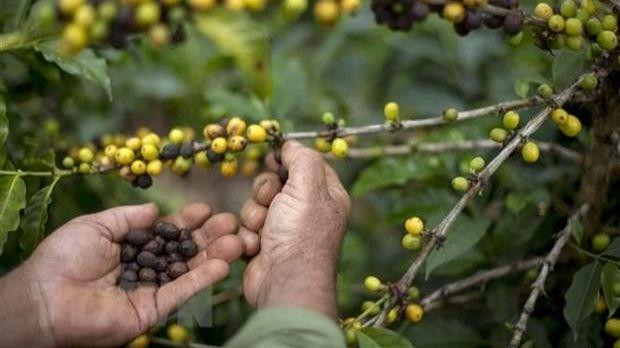Nông dân thu hoạch hạt cà-phê tại một nông trại ở Forquilha do Rio, Espirito Santo, Brazil. (Ảnh: AFP/TTXVN)