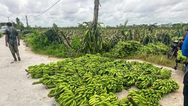 Người trồng chuối khá buồn bã bởi phải hạ giá bán xuống mức rất thấp nhằm thu hồi chút ít vốn cho gia đình.