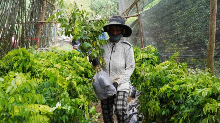 Các hộ dân nhận và vận chuyển cây giống được hỗ trợ.