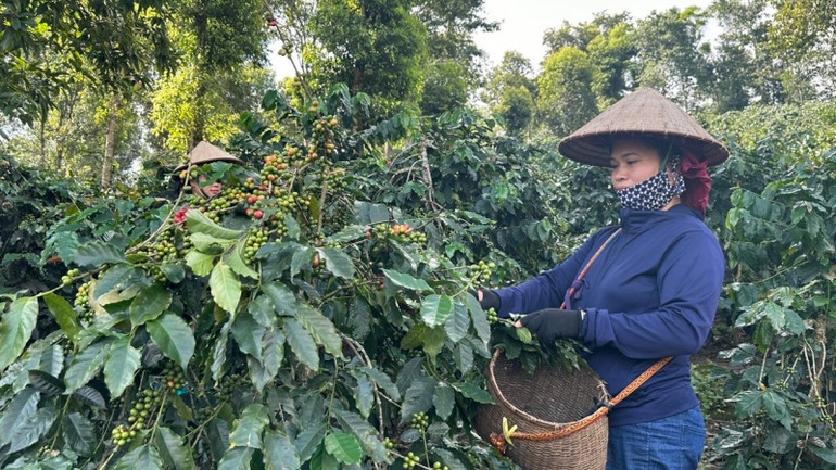 Được học nghề, nông dân Mường Ảng đã biết áp dụng chăm sóc cây trồng đem lại năng suất, hiệu quả cao hơn. Được học nghề, nông dân Mường Ảng đã biết áp dụng chăm sóc cây trồng đem lại năng suất, hiệu quả cao hơn.