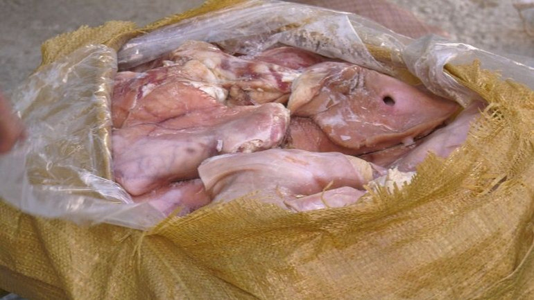 Nội tạng lợn đang trong quá trình phân hủy, bốc mùi hôi thối. (Ảnh: THANH TUẤN)