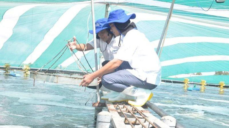 Mô hình nuôi tôm của Công ty TNHH Nuôi trồng thủy sản Tuấn Hiền đạt hiệu quả cao.