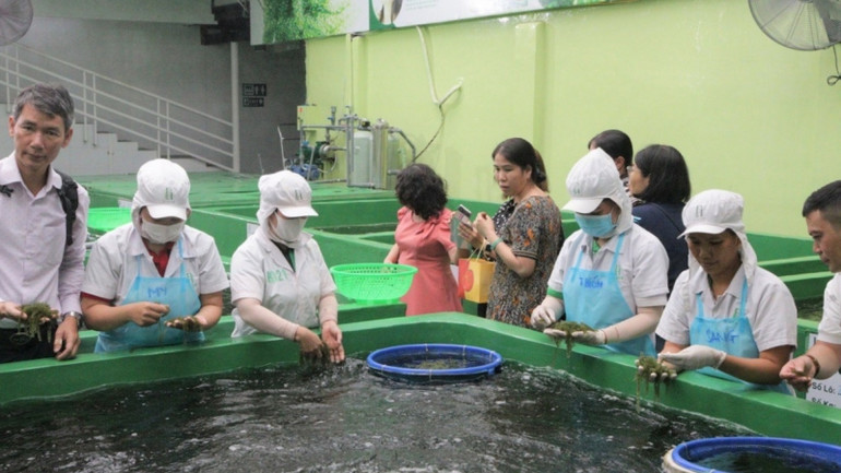 Đoàn công tác thăm quan một đơn vị sản xuất sản phẩm rong nho nổi tiếng tại TP Nha Trang, tỉnh Khánh Hòa. Đoàn công tác thăm quan một đơn vị sản xuất sản phẩm rong nho nổi tiếng tại TP Nha Trang, tỉnh Khánh Hòa.
