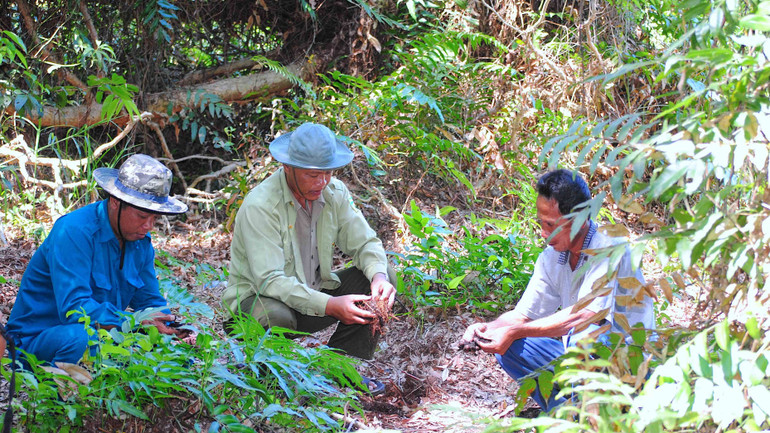 Kiểm tra độ ẩm dưới chân rừng tại lâm phần Vườn Quốc gia U Minh hạ. Trong hơn 8.000ha rừng hiện có tại đây thì có hơn 3.300ha hiện đã chuyển sang cảnh báo cháy cấp 4 và 5.