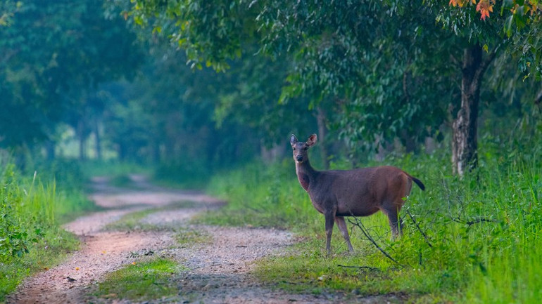 Nai rừng Vườn Quốc gia Cát Tiên. (Ảnh: Mạnh Hiệp)