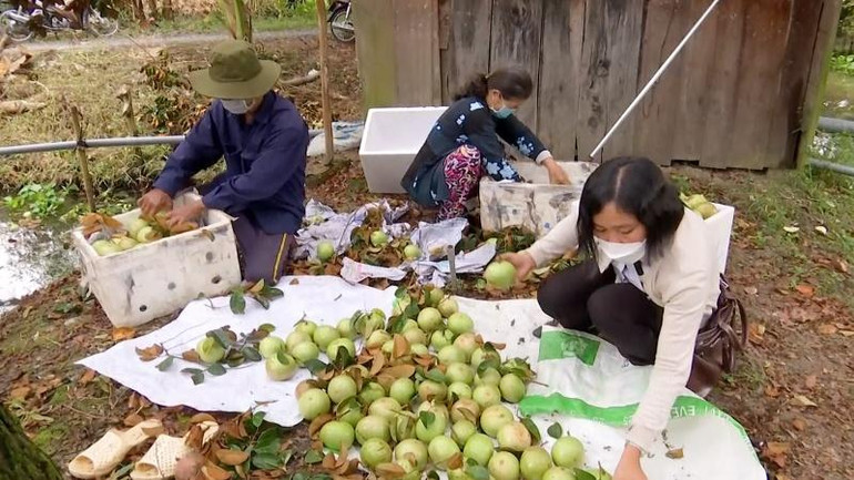 Thu hoạch vú sữa ở hợp tác xã Trường Khương A, xã trường Long, huyện Phong Điền đạt tiêu chuẩn xuất khẩu sang Mỹ.
