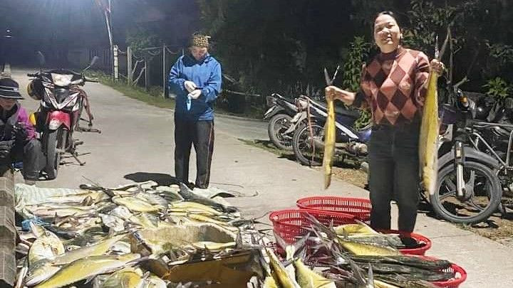 Cà bè vàng tươi ngon chuẩn bị đưa đi tiêu thụ.