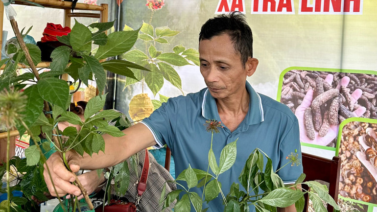 Người dân các xã mang cây sâm giống đến giới thiệu và quảng bá tại lễ hội.