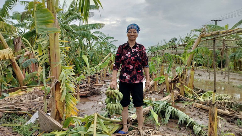 Người dân vớt vát những buồng chuối già còn lại sau bão.
