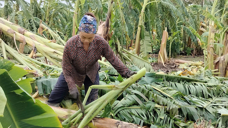 Bà Nguyễn Thị Lúa đang dọn dẹp lại cánh đồng chuối đổ rạp.