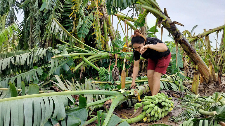 Những cây chuối chuẩn bị thu hoạch bị bão làm gẫy đổ.