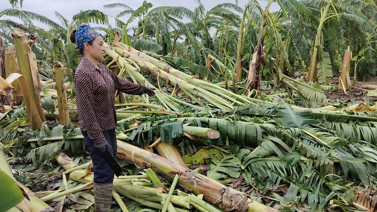 Mưa bão đi qua, chỉ còn lại cánh đồng chuối đổ rạp.